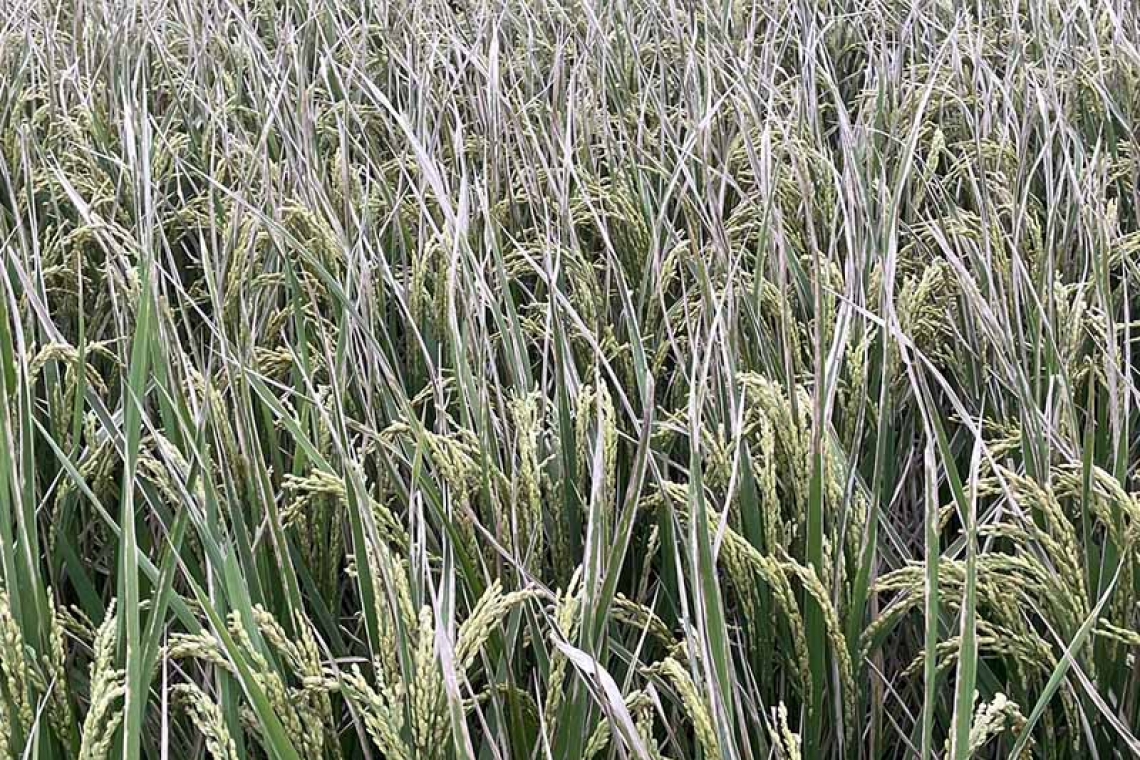 保障並提高農民收益 富里鄉率全國之先補助水稻保險
